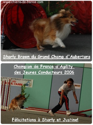 Du Grand Champ D' Aubertans - Sharly champion..............