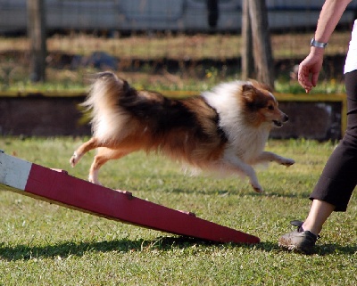 Du Grand Champ D' Aubertans - Concours agility d'Arc Les Gray et de Lutterbach......