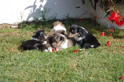 Du Grand Champ D' Aubertans - Nos bébés...