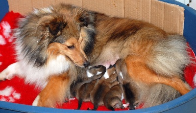 Du Grand Champ D' Aubertans - Les bébés de V'Tessy.....