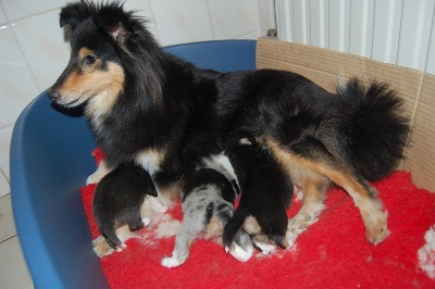 Du Grand Champ D' Aubertans - Les bébés....