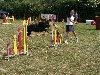  - Concours Agility de Lutterbach...