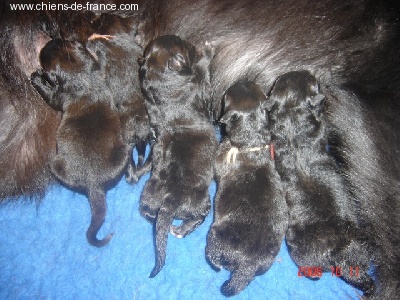 Du Grand Champ D' Aubertans - Les bébés sont là!!!