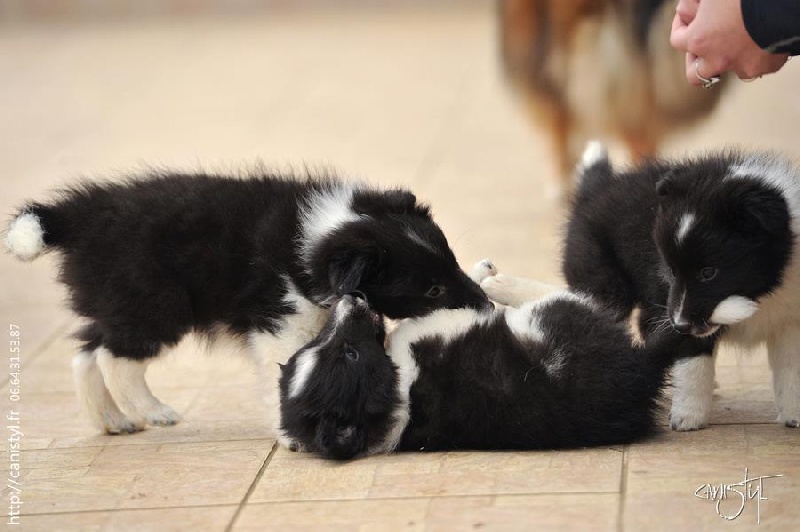 Du Grand Champ D' Aubertans - Shetland Sheepdog - Portée née le 13/11/2012