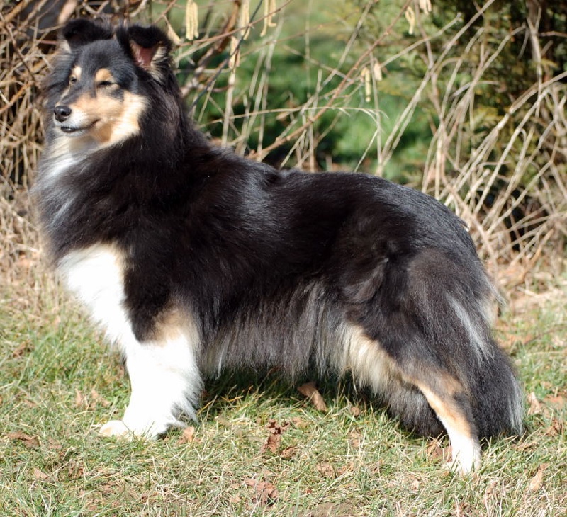 Umour noir Du Grand Champ D' Aubertans