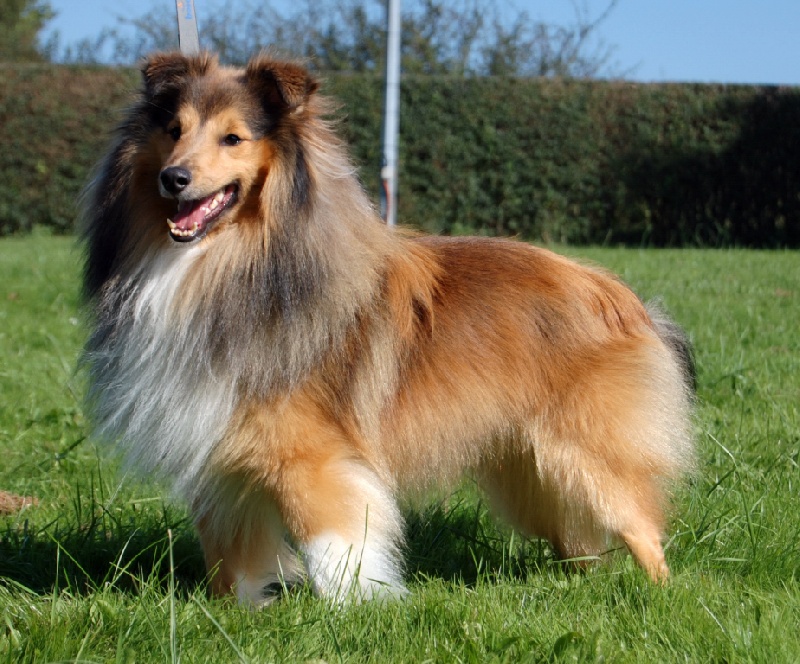 Billy the kid Du Grand Champ D' Aubertans