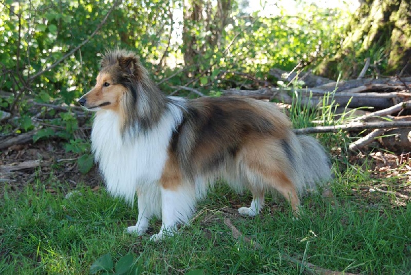 Benji Du Grand Champ D' Aubertans