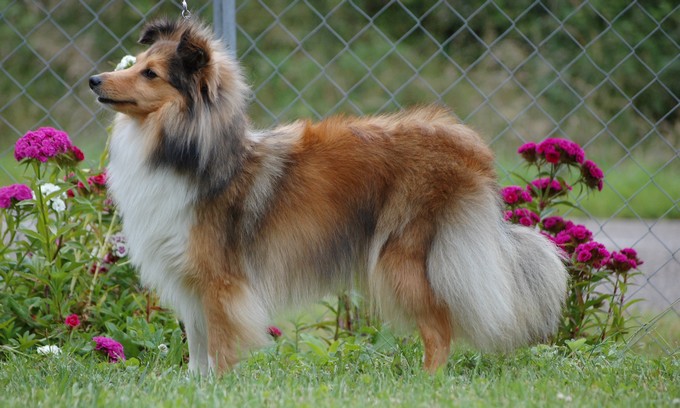 V'tessy Du Grand Champ D' Aubertans