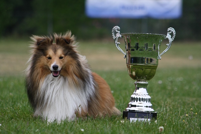 Destiny gold Du Grand Champ D' Aubertans